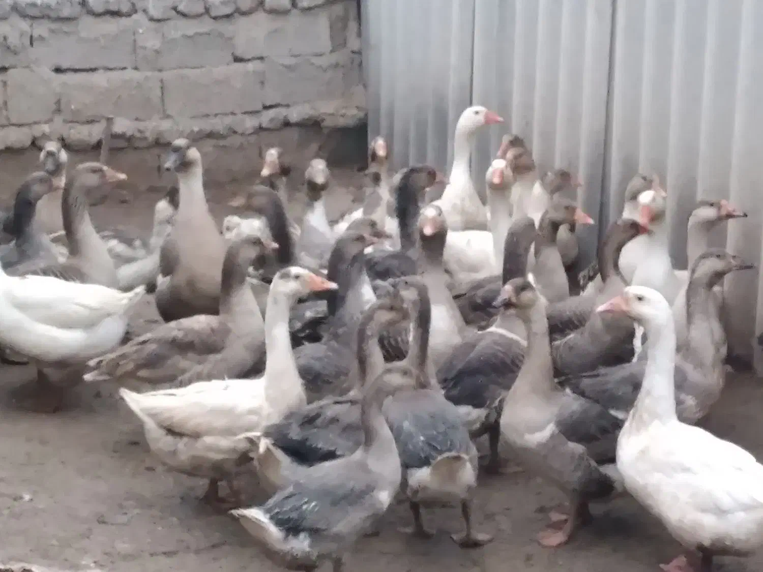 غاز|حیوانات مزرعه|اردبیل, |دیوار