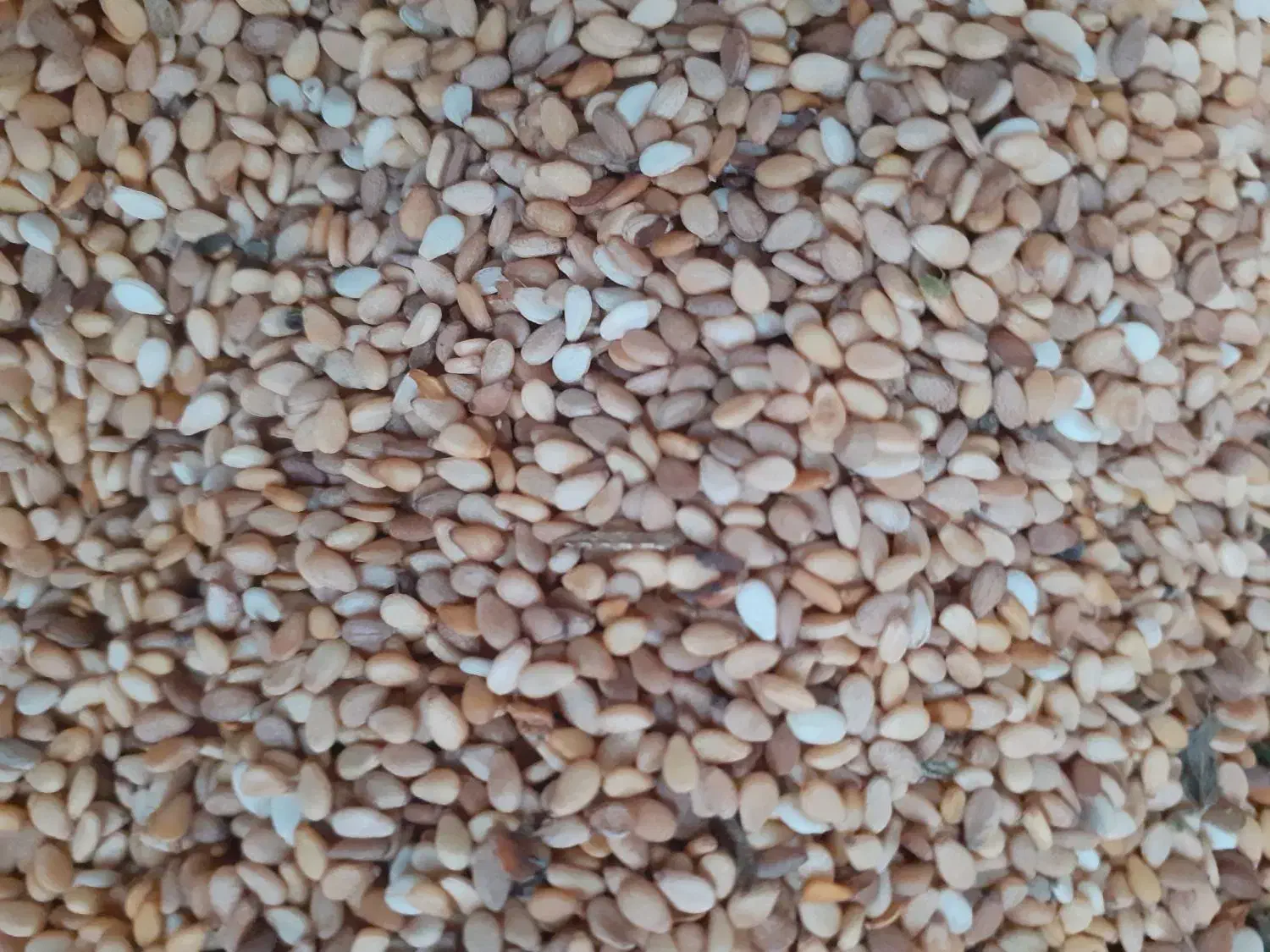 فروش کنجد محلی امساله در حال بر داشت|خوردنی و آشامیدنی|فریم, |دیوار