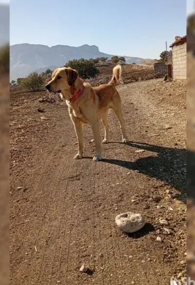 فروش سگ نژاد دار|سگ|دشت ذهاب, |دیوار