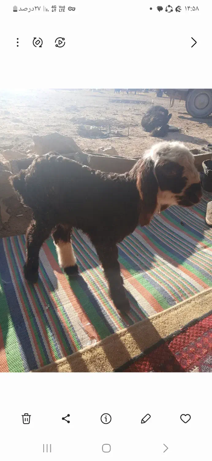 فروش بره شیری|حیوانات مزرعه|مرودشت, ژیان|دیوار