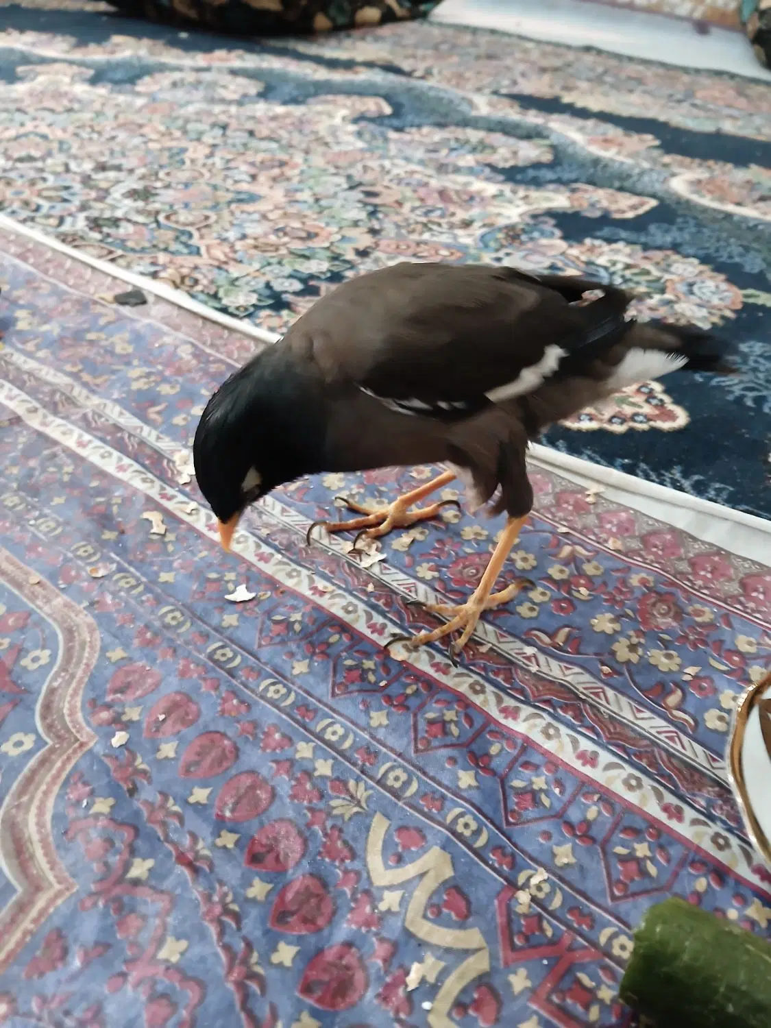 مینا|پرنده|شادگان, |دیوار