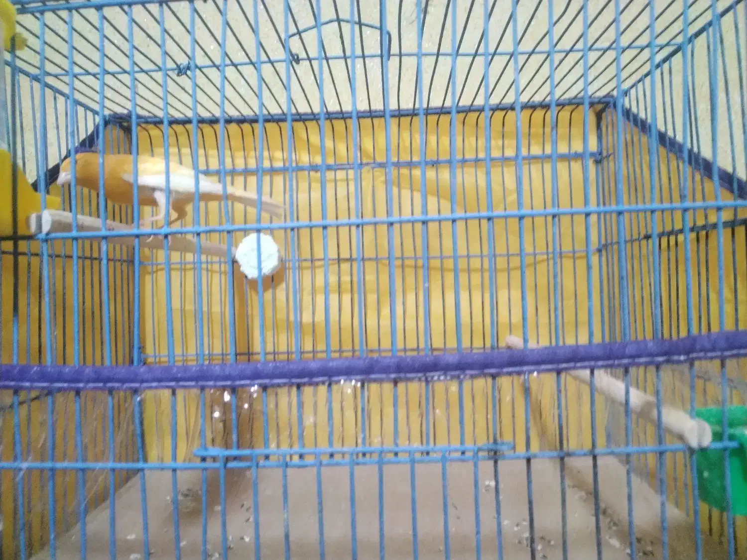 قناری زعفرونی|پرنده|بندرعباس, |دیوار