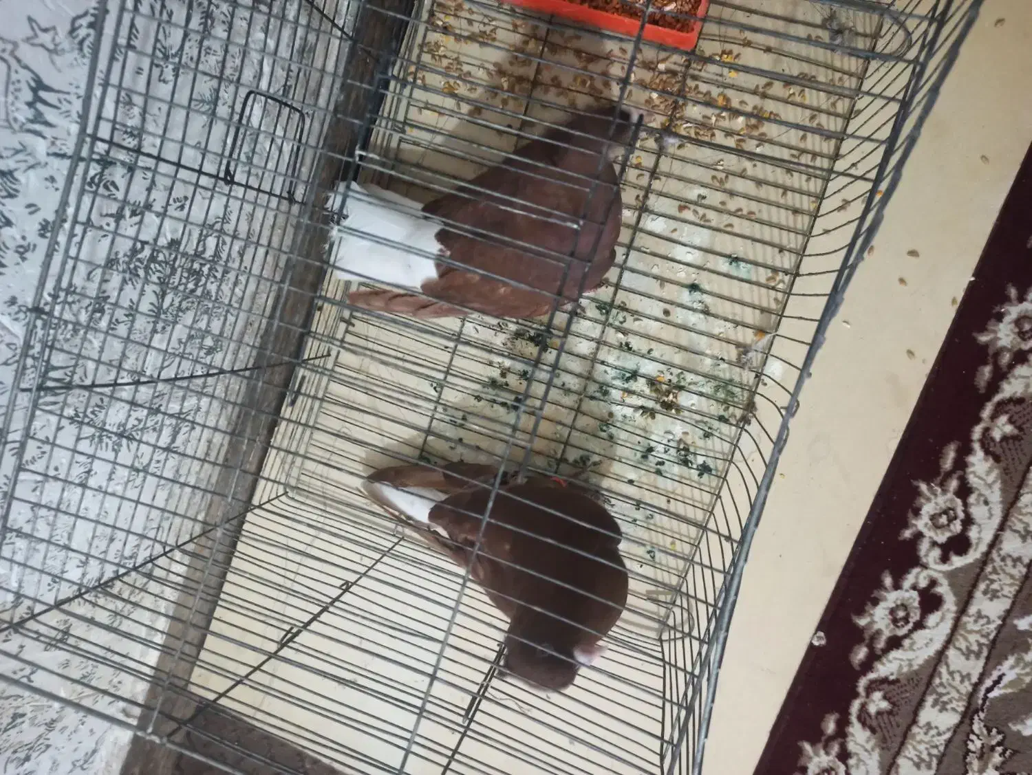 کبوتر سرخ دم سفید|پرنده|شوشتر, |دیوار