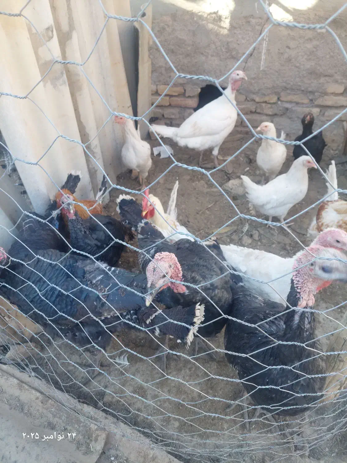 بوقلمون|حیوانات مزرعه|کوهسرخ, |دیوار