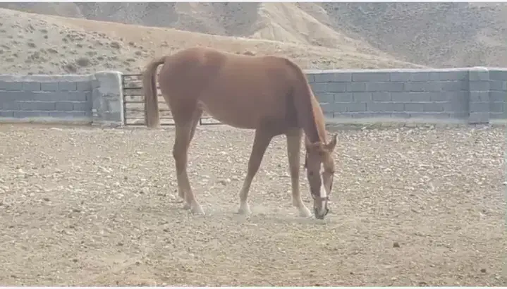 کره اسب|اسب و تجهیزات اسب‌سواری|گنبد کاووس, |دیوار