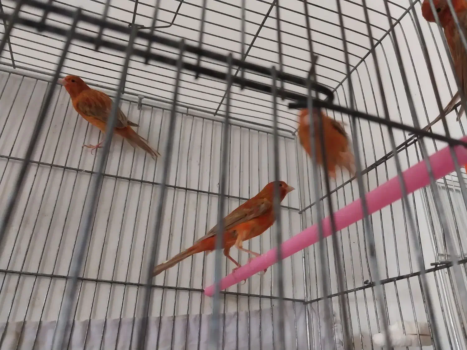 قناری،دارچینی،سرخ.    ردفکتور سرخ کمرنگ  سهره رسمی|پرنده|شاهین‌شهر, شهرک ردانی پور|دیوار