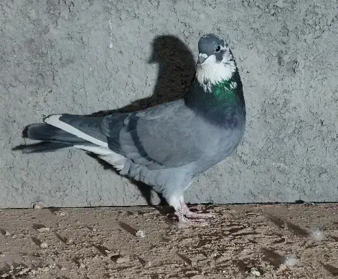 کفتر ابلغ سبز پرشی|پرنده|قم, بلوار امین و ساحلی|دیوار