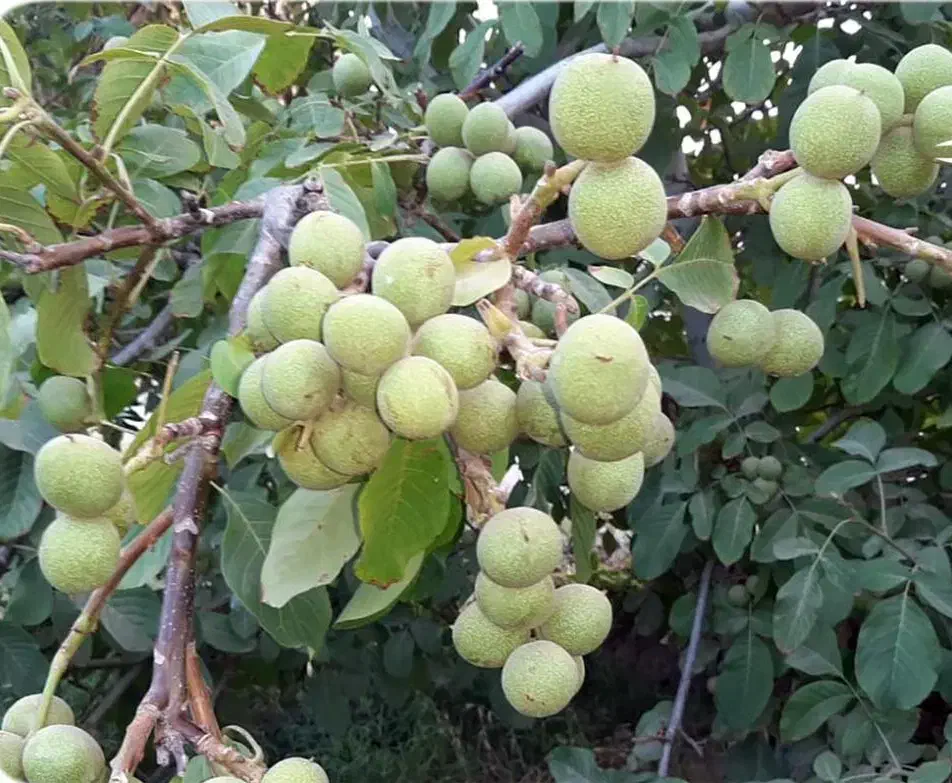 نهالستان میوه و بادام پربار پالیز|خدمات باغبانی و درختکاری|نائین, |دیوار