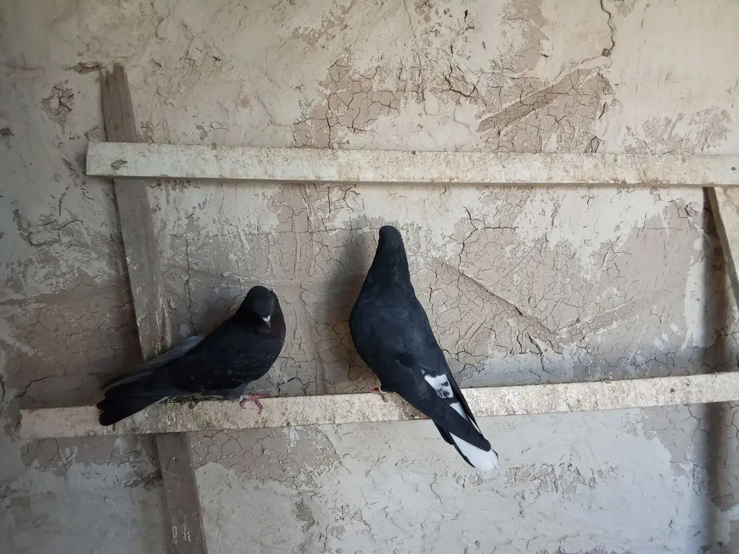 کبوتر تهرانی|پرنده|شبستر, |دیوار