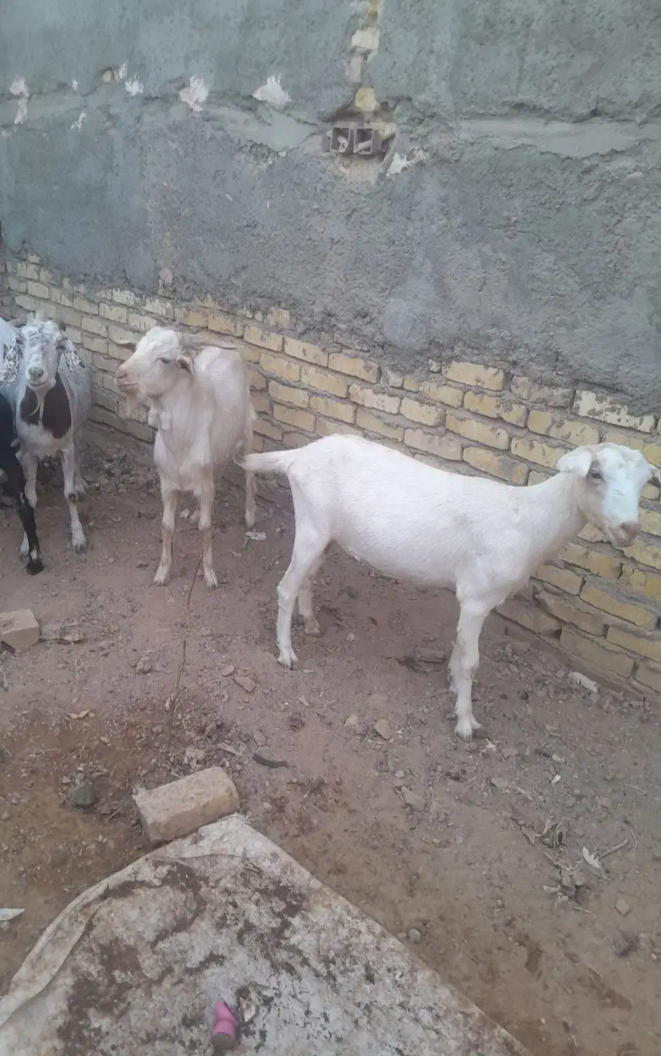 بز آبستن و چپیش|حیوانات مزرعه|زارچ, |دیوار