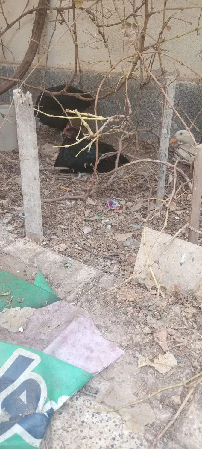 مرغ محلی و اردک|حیوانات مزرعه|مشهد, شهرک مهرگان|دیوار