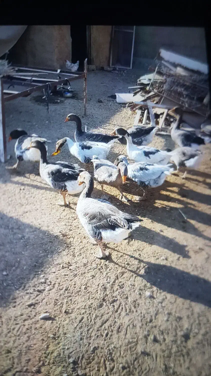 غاز|حیوانات مزرعه|گیلان غرب, |دیوار