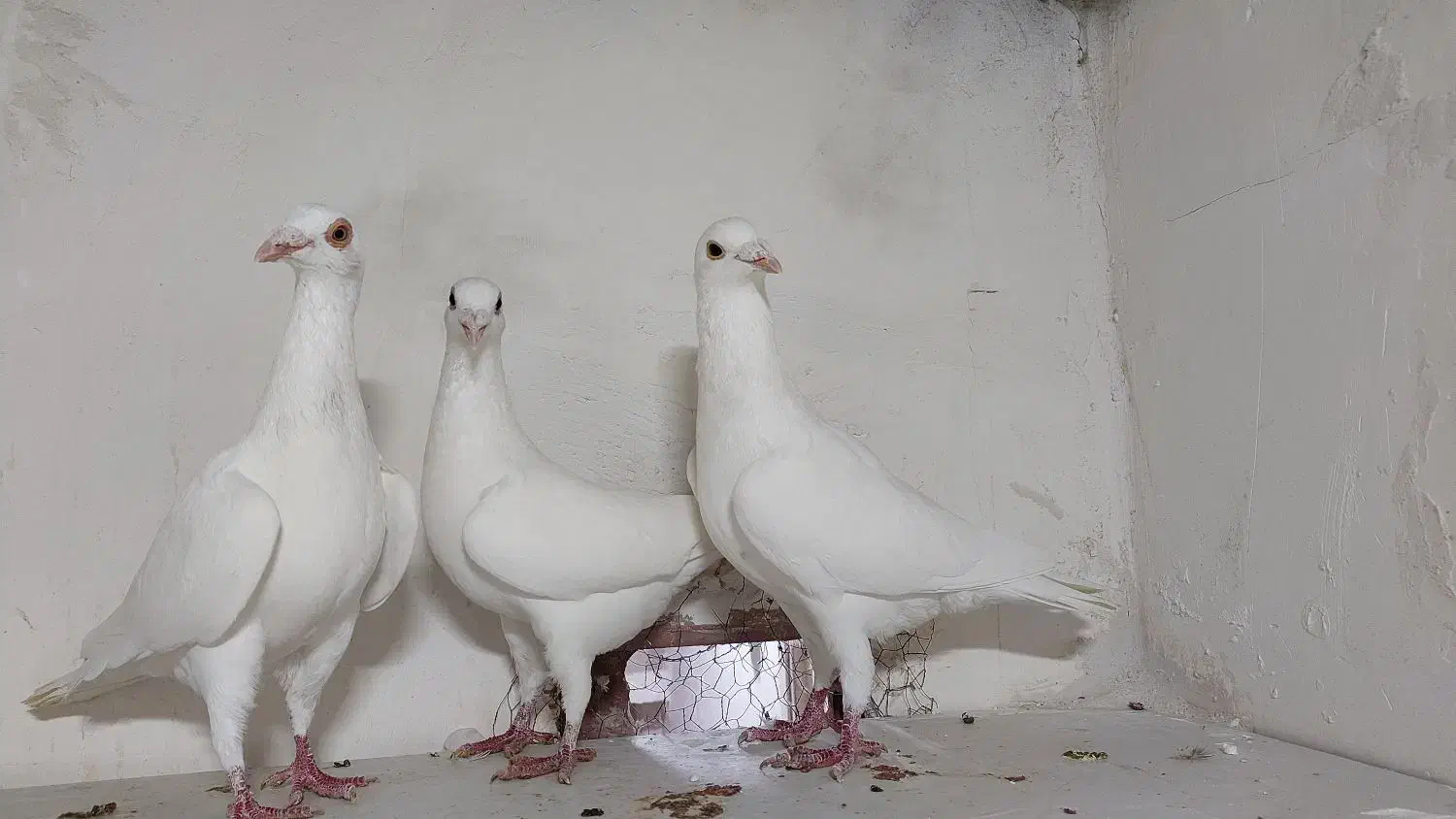 سفید|پرنده|بجنورد, |دیوار