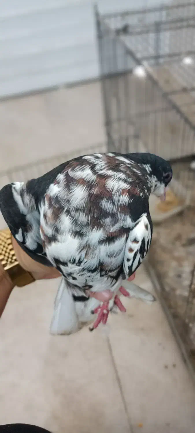 کبوتر|پرنده|بوشهر, |دیوار