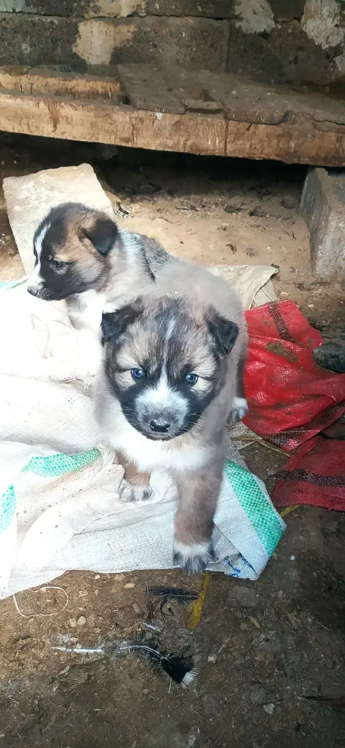 توله  نرهاسکی|سگ|میاندوآب, |دیوار