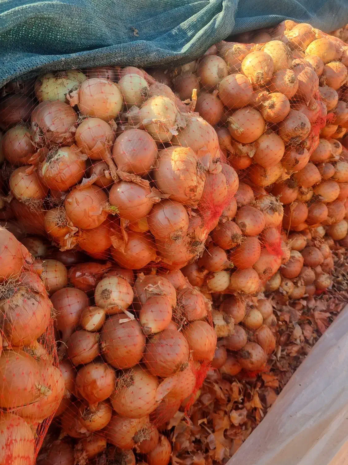 پیاز ی|حراج|تهران, میدان میوه و ترهبار مرکزی|دیوار