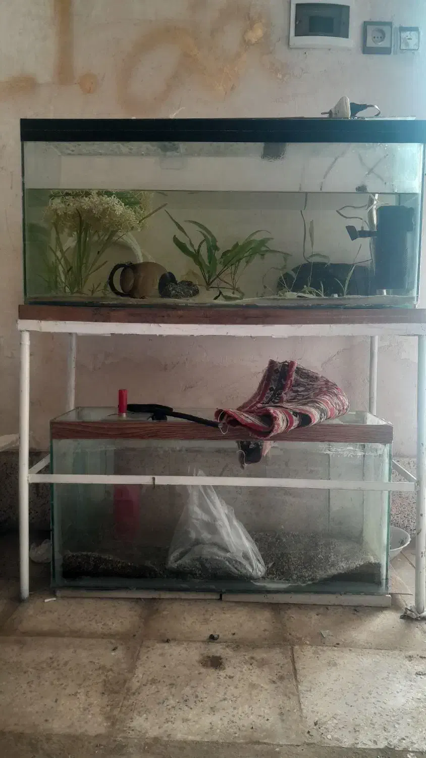 آکواریوم سالم|ماهی|سلماس, |دیوار