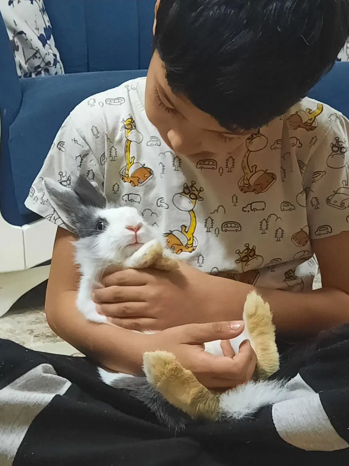 خرگوش لوپ|موش و خرگوش|طرقبه, |دیوار