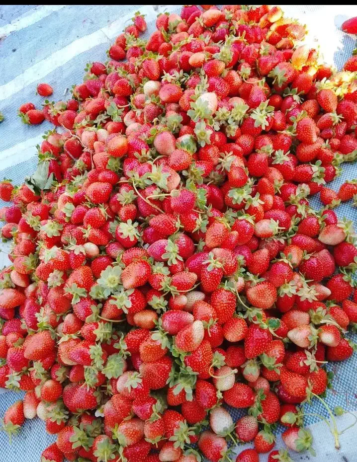 توت|حراج|سنندج, |دیوار