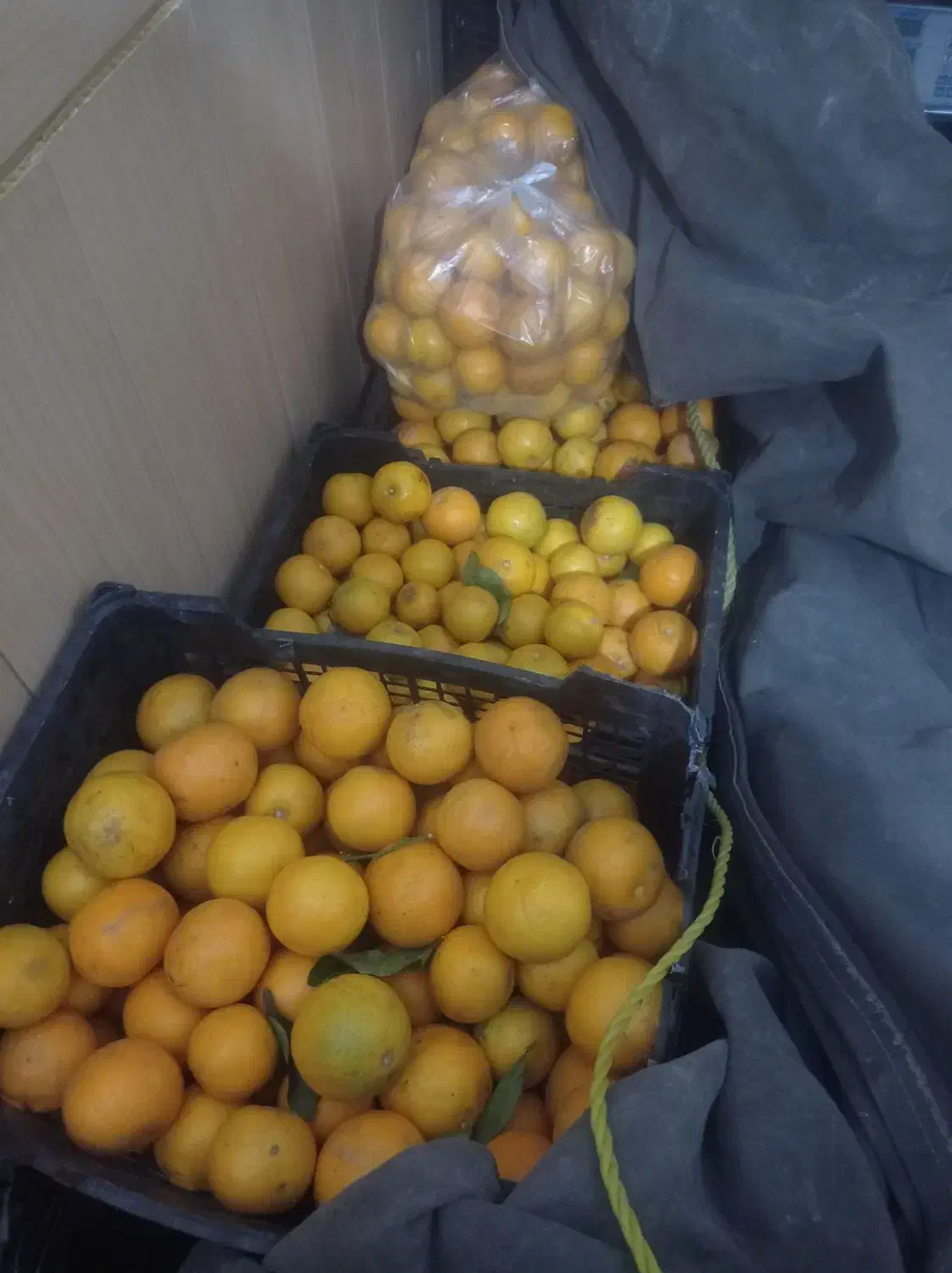 خونی پرتغال محلی|حراج|اردبیل, |دیوار