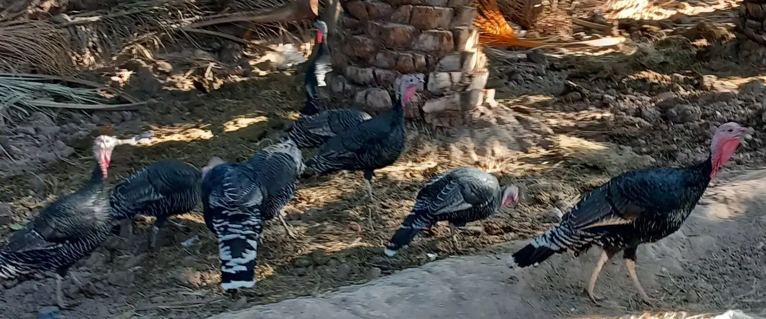 8 عدد بوقلمو|حیوانات مزرعه|بم, |دیوار