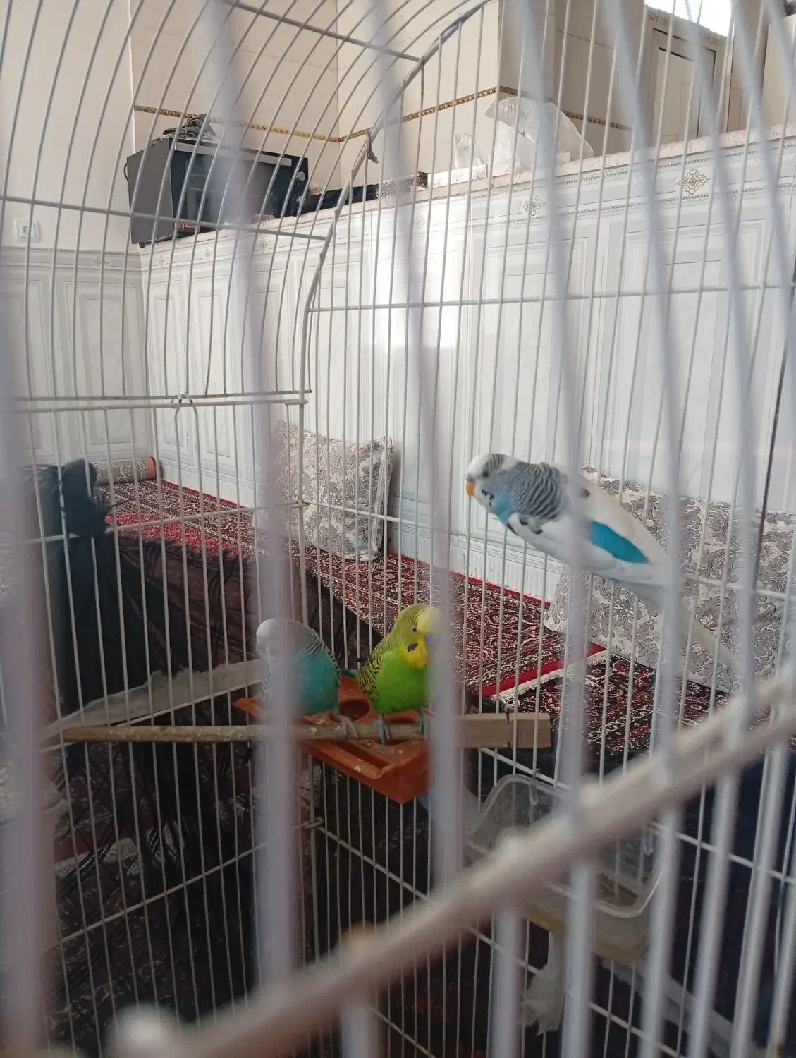 مرغ عشق|پرنده|جوانرود, |دیوار