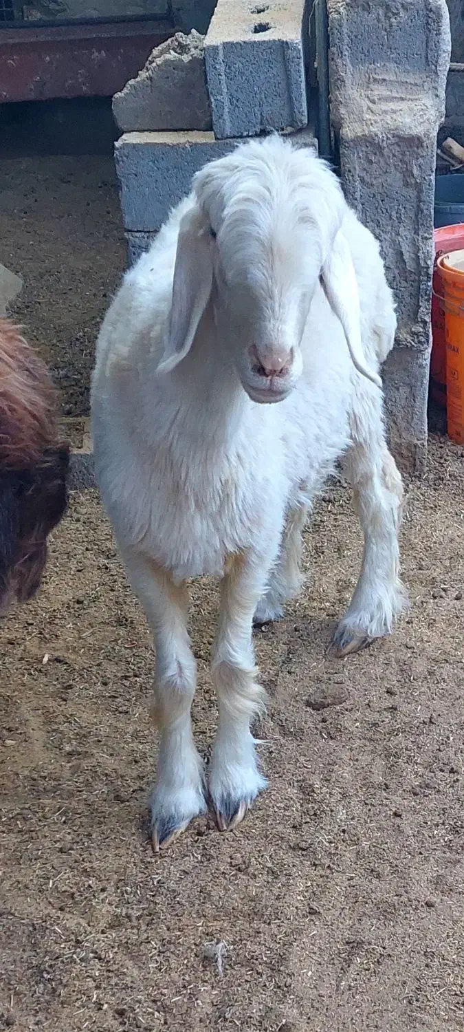 بره ماده شیشک هموزیگوت و ترکی|حیوانات مزرعه|شهر بابک, |دیوار