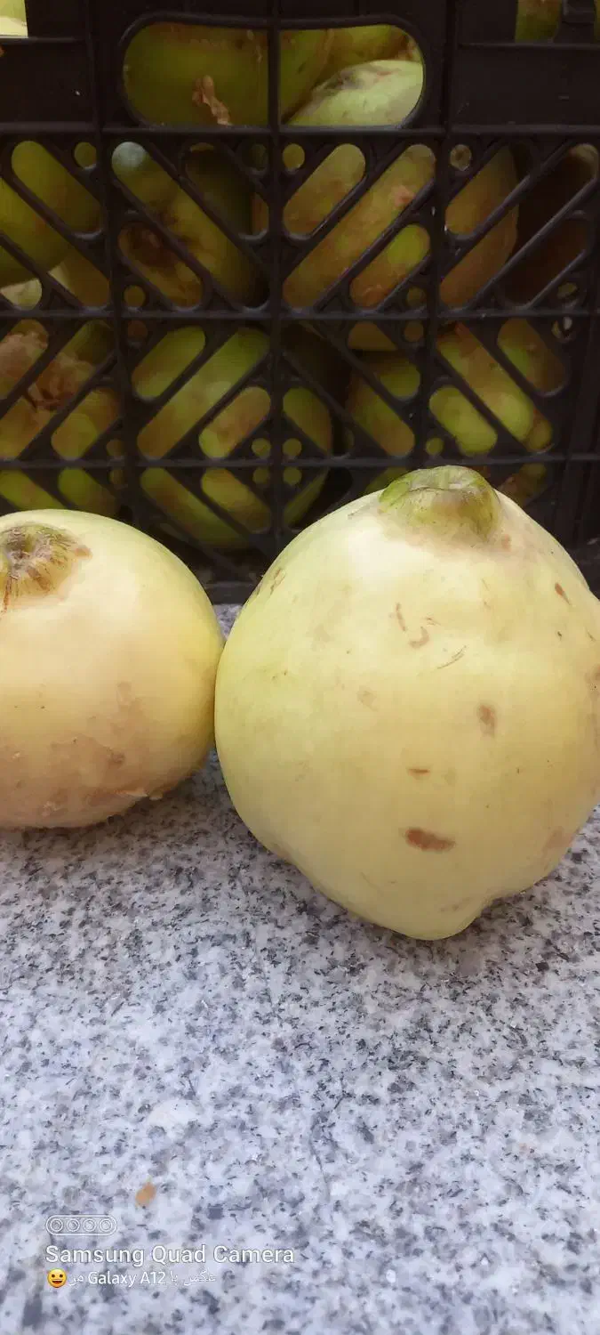 به درجه یک کیلو۵۰|خوردنی و آشامیدنی|شیراز, شهرک سعدی|دیوار