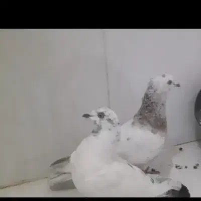 گمشده تخم داره فردا یا پس فردا جوجه هاش درمیان|حیوانات|میانه, |دیوار