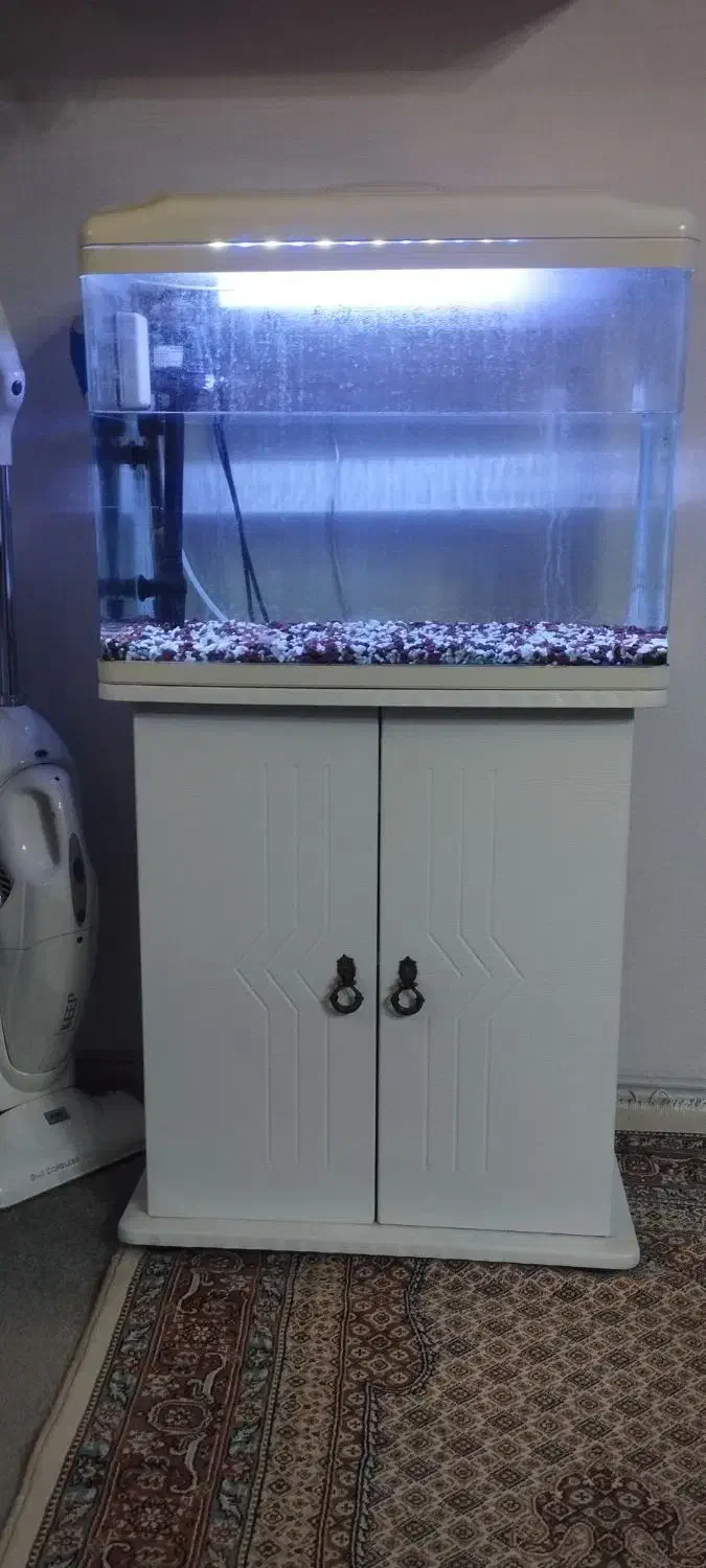 آکواریوم|ماهی|گلپایگان, |دیوار