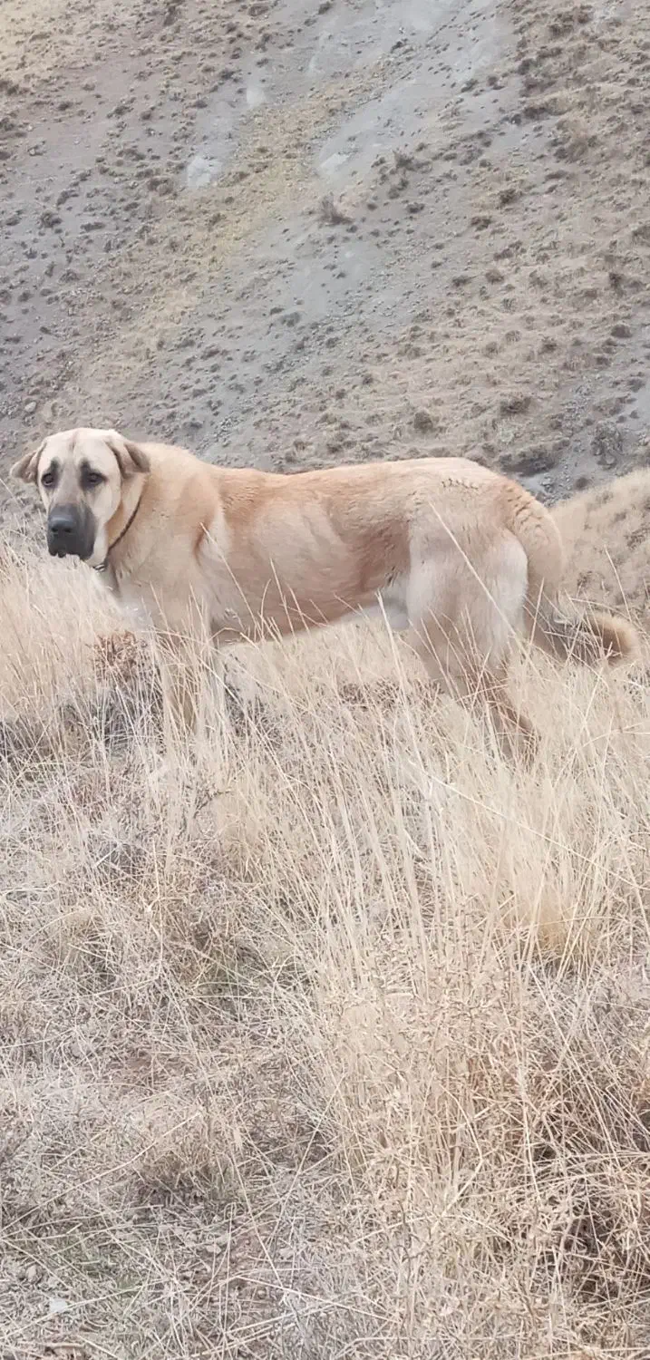 سگ.|سگ|مرند, |دیوار