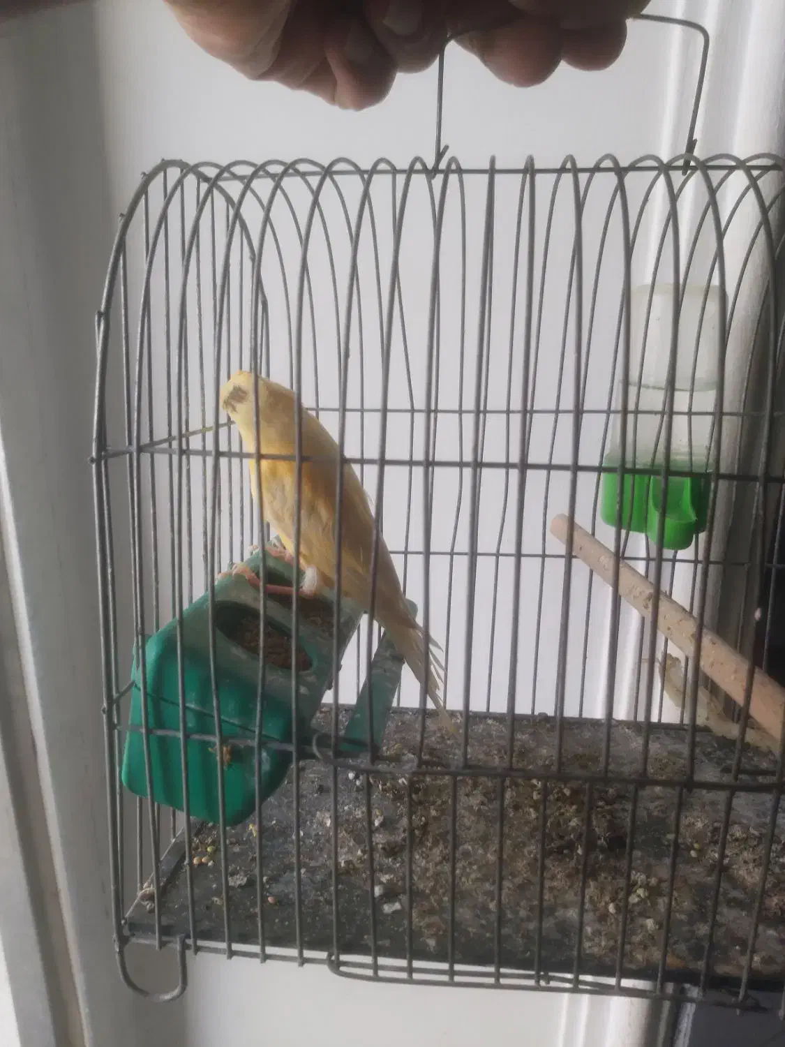 قناری ماده|پرنده|ساری, |دیوار