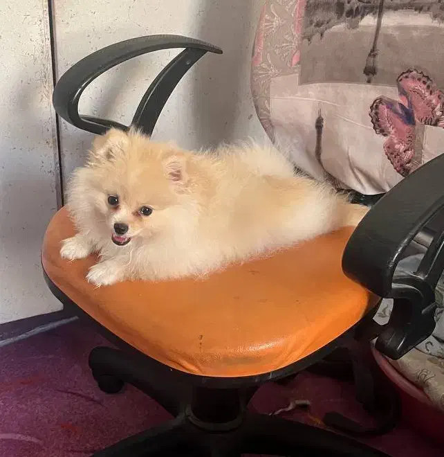 سگ پامر|سگ|اندیشه, اندیشه فاز ۳|دیوار