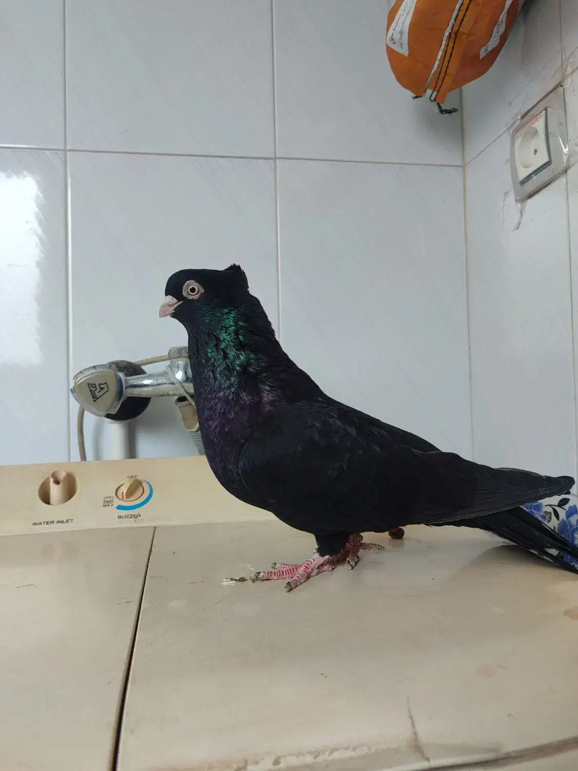 سلام چند جفت کفتر بفروش میرسد|پرنده|میاندوآب, |دیوار