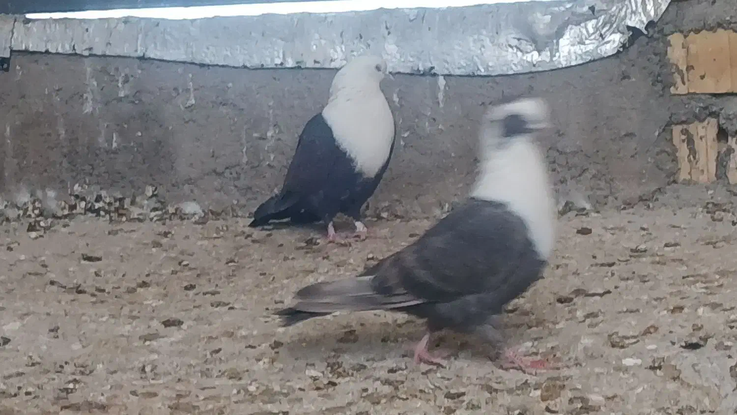 مخمل جفت|پرنده|شیراز, گویم|دیوار