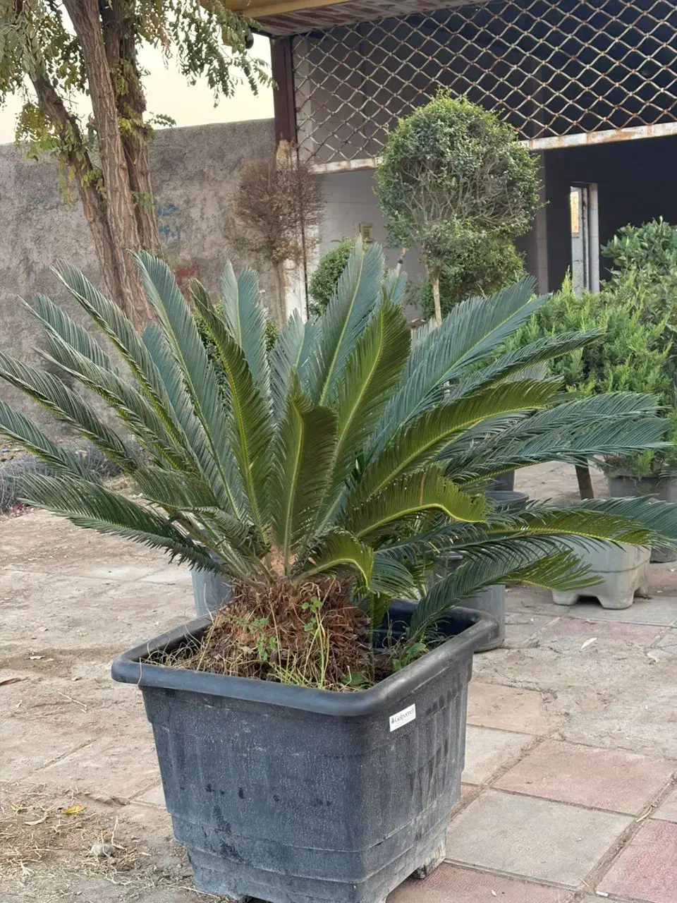 پالم سیکاس مورت شمشاد لگستروم لاوسون و کامیس|خدمات باغبانی و درختکاری|پیشوا, |دیوار