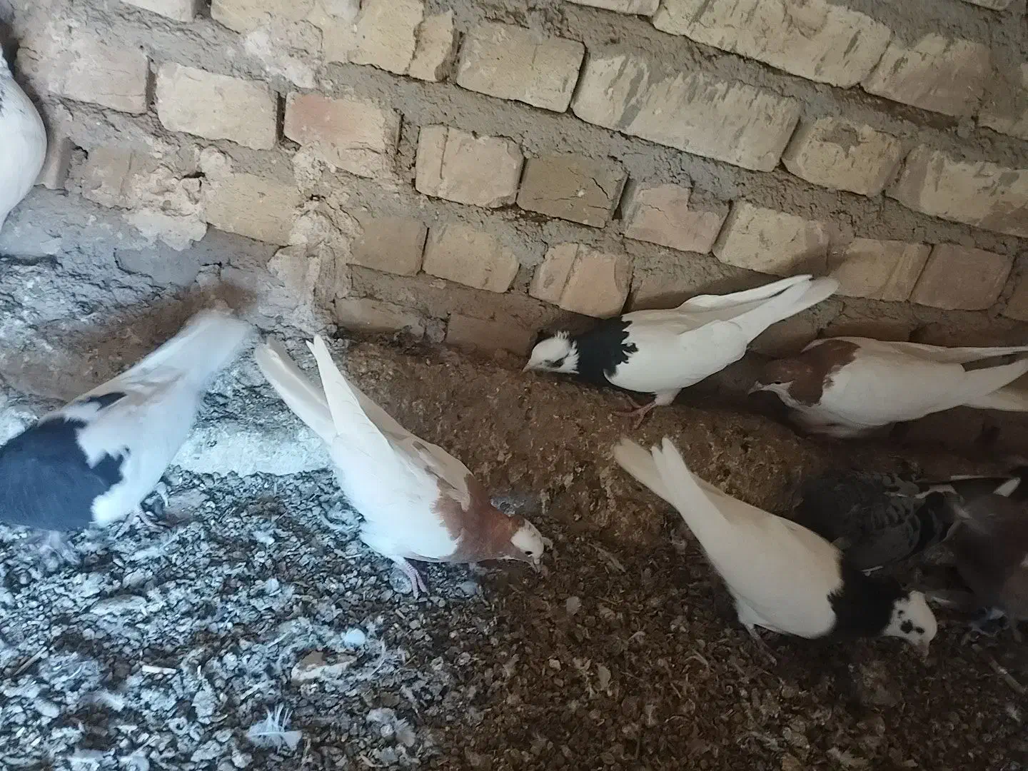 کبوتر|پرنده|اسفرورین, |دیوار