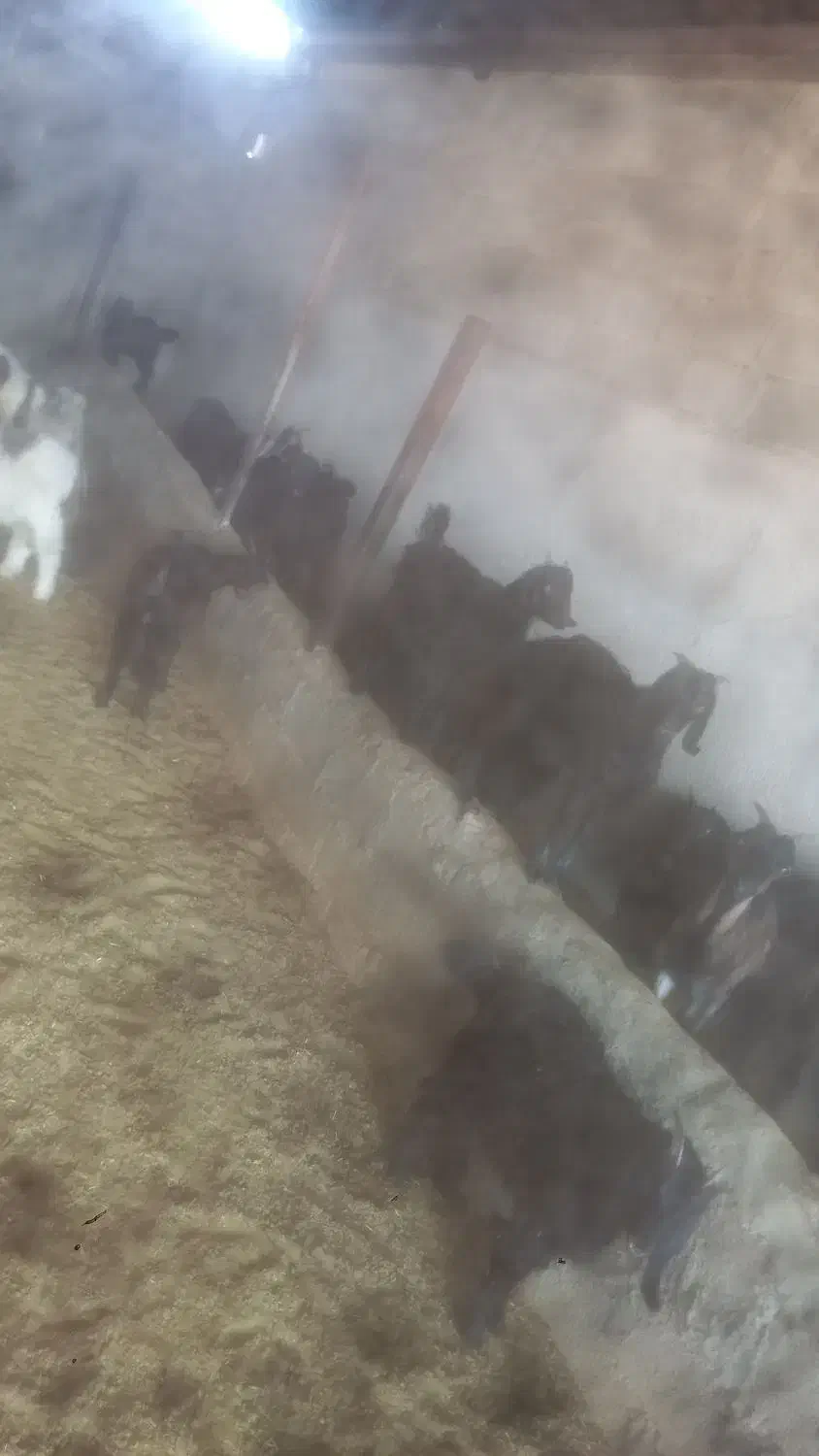 بزغاله|حیوانات مزرعه|کازرون, |دیوار