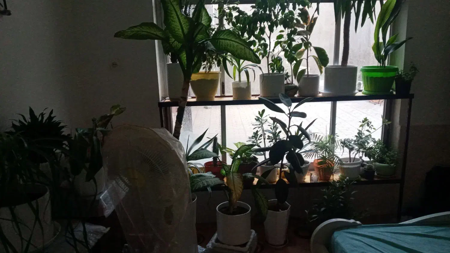 گلای شاداب وارزان|گل و گیاه طبیعی|مشهد, مصلی (کارمندان اول)|دیوار