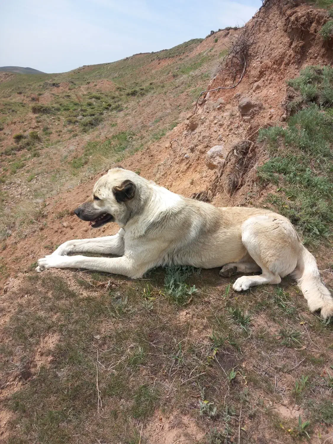 سگ در حیوانات|سگ|میانه, |دیوار