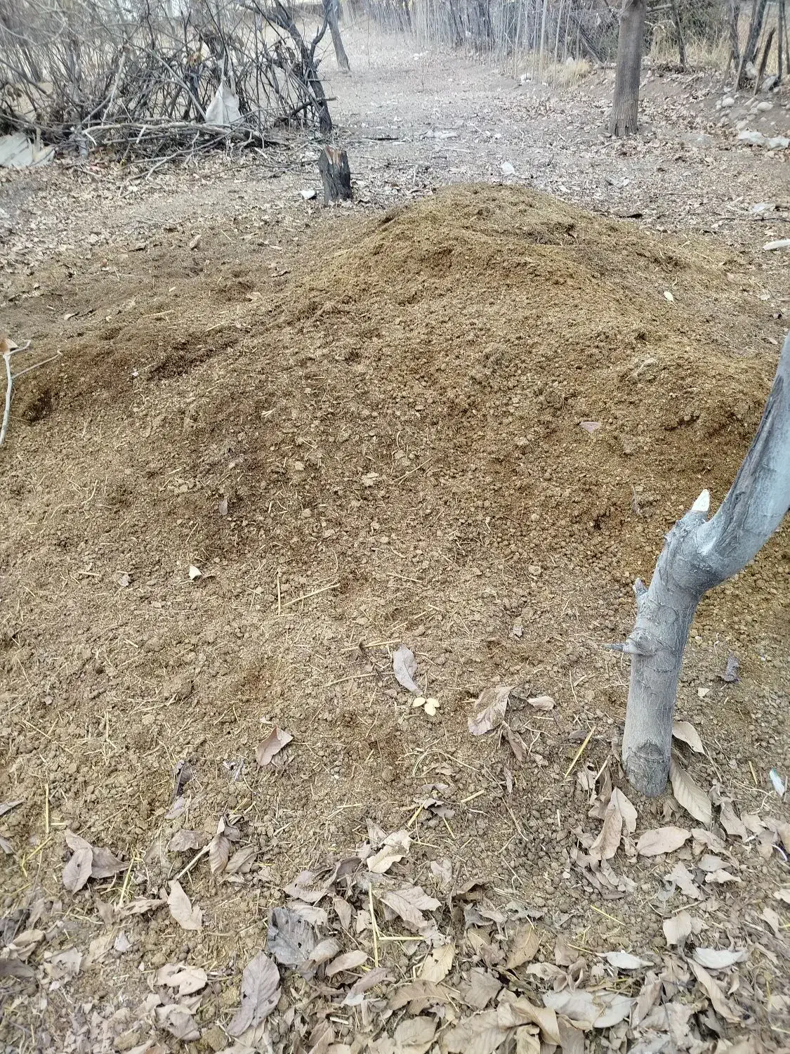 کود حیوانی|گل و گیاه طبیعی|الشتر, |دیوار