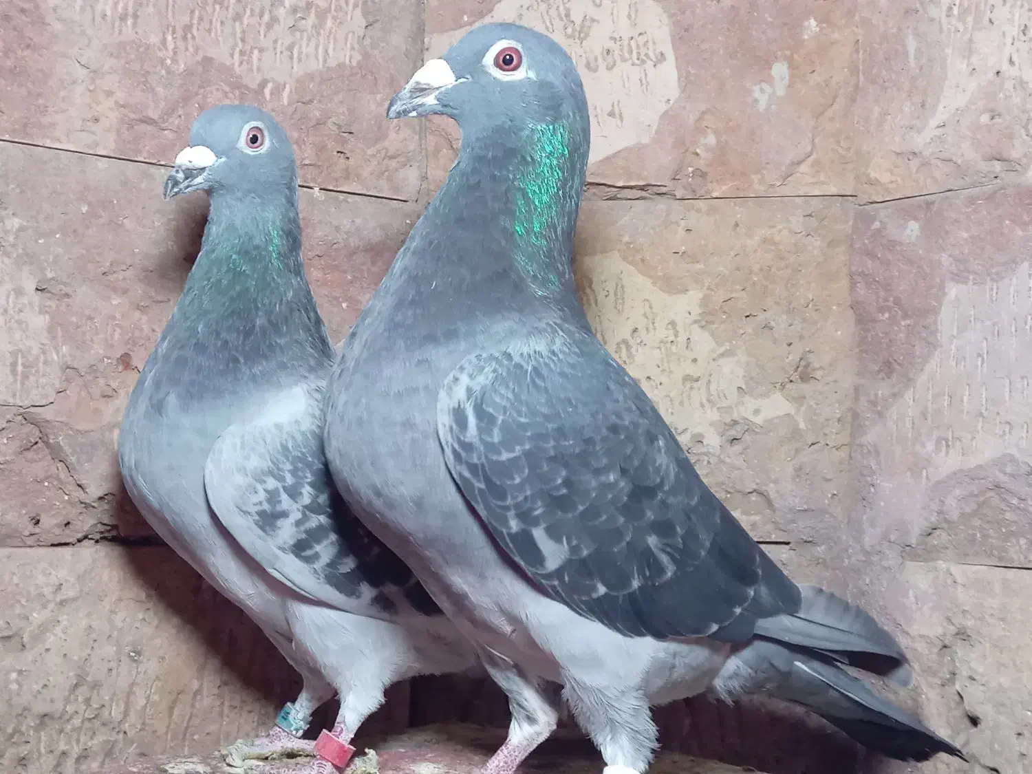 کبوتر مسافتی و جوجه موریس دلبر|پرنده|مشهد, آزادشهر|دیوار
