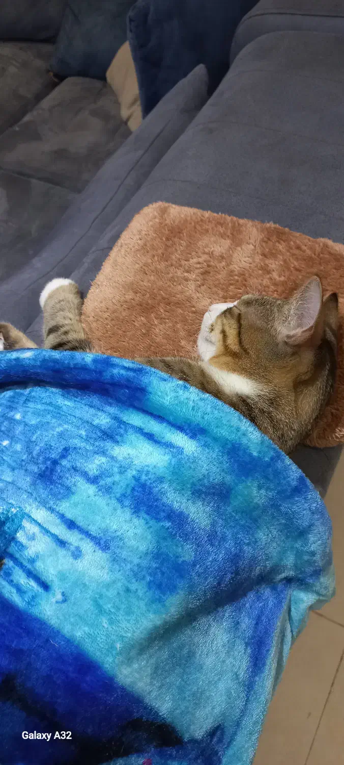 لئو بچه گربه مهربون و بازیگوش|گربه|رشت, منظریه|دیوار