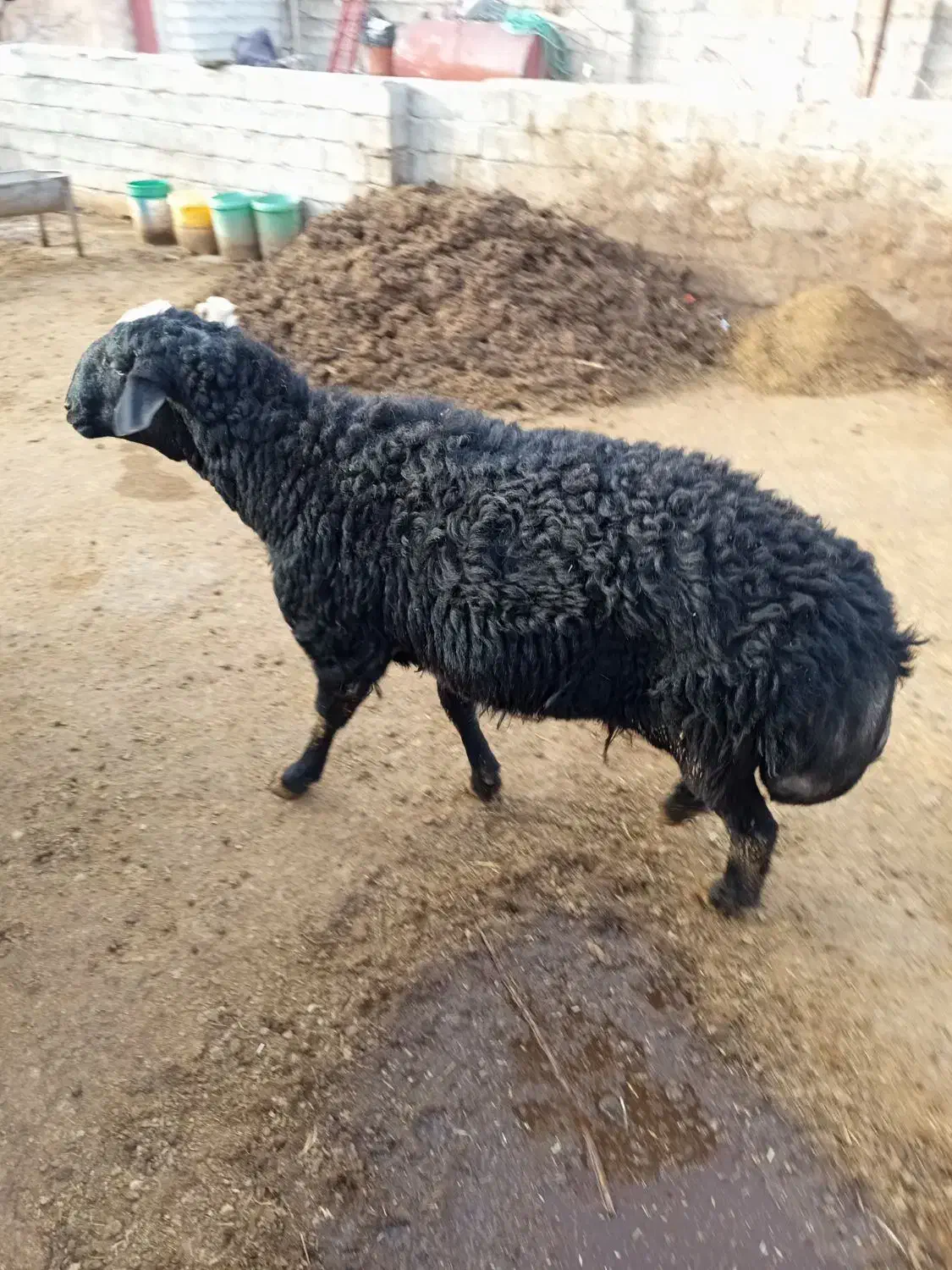 قوچ قره قزیل|حیوانات مزرعه|نقده, |دیوار