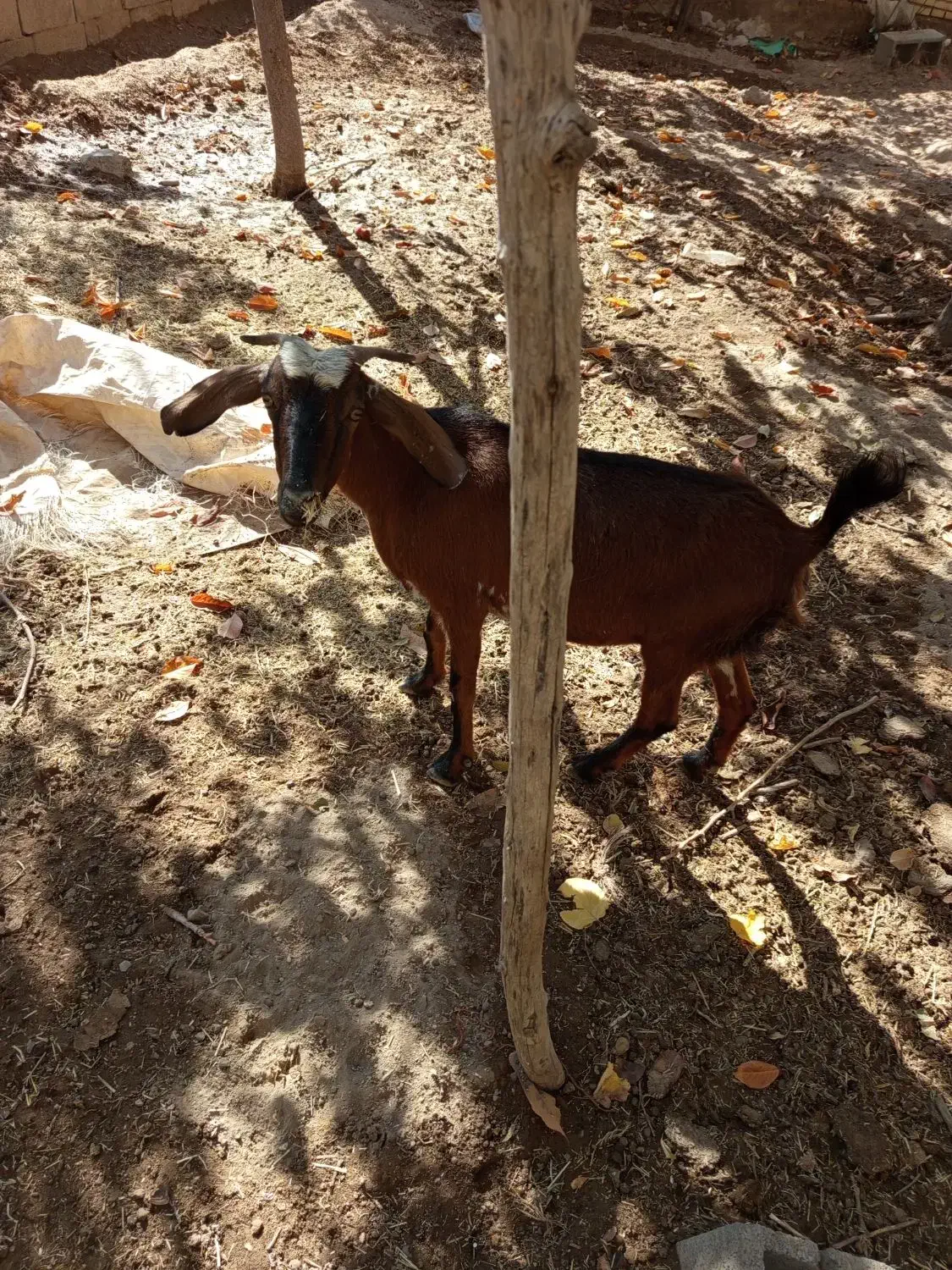 بز دورگ|حیوانات مزرعه|حمیدیا, |دیوار