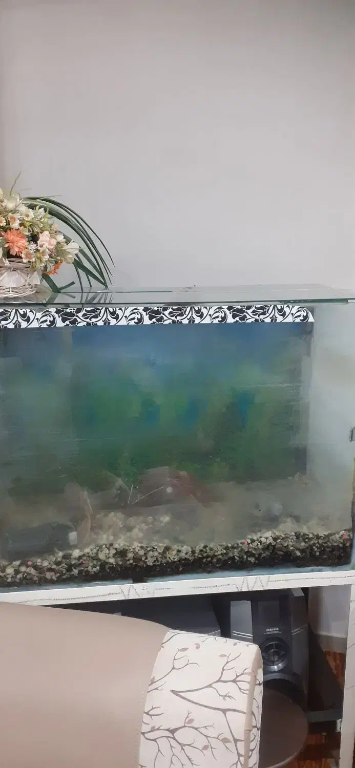 اکوارریم با میز|ماهی|لنگرود, |دیوار