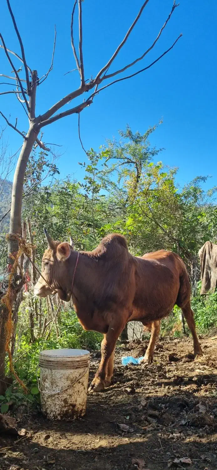 گوساله نر محلی ۴ وقت|حیوانات مزرعه|املش, |دیوار