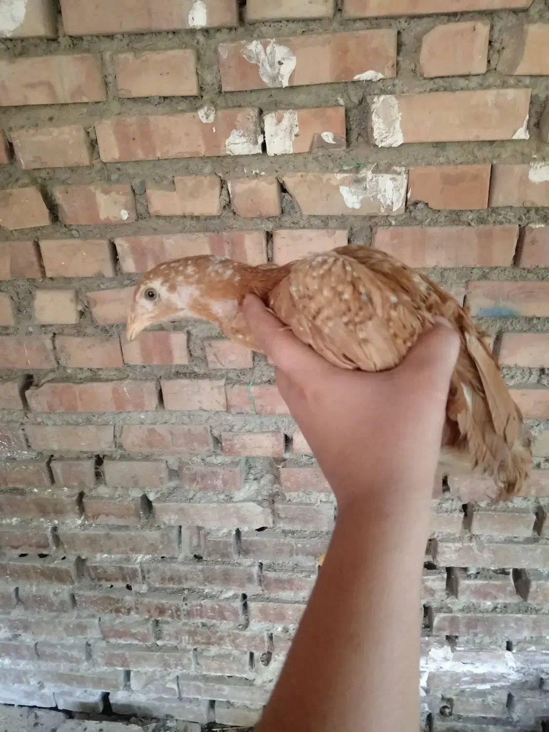 جوجه لاری|حیوانات مزرعه|گرگان, |دیوار