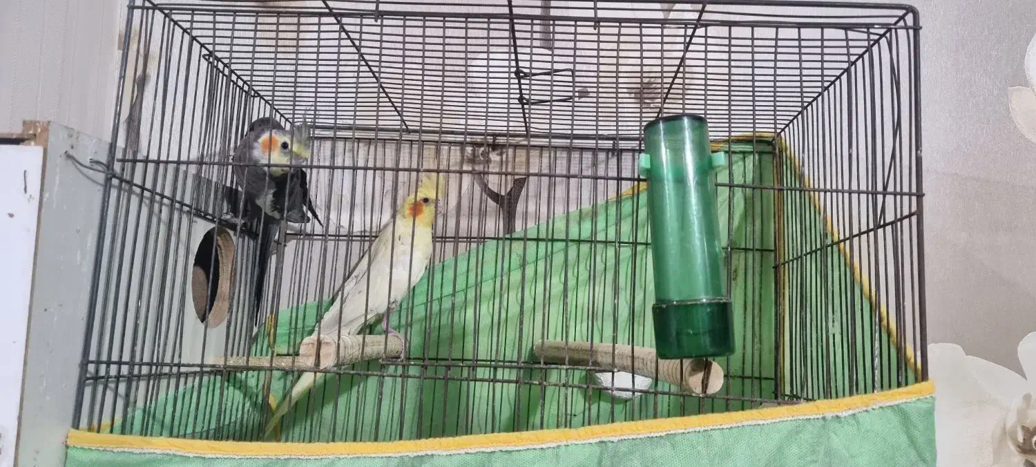 عروس طوطی|پرنده|قزوین, |دیوار