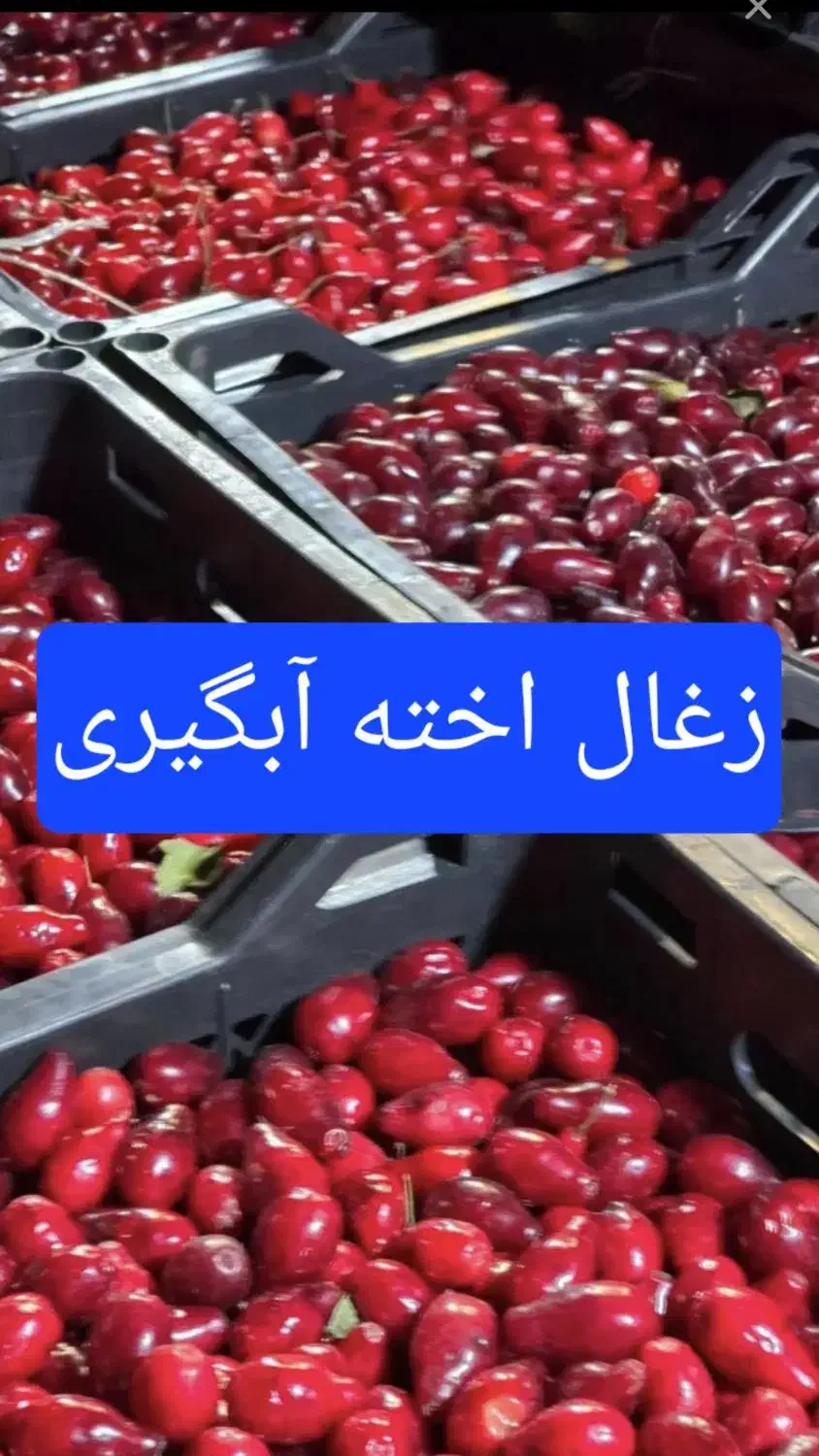 تضمین کیفیت|خوردنی و آشامیدنی|شیراز, شهرک مدرس|دیوار